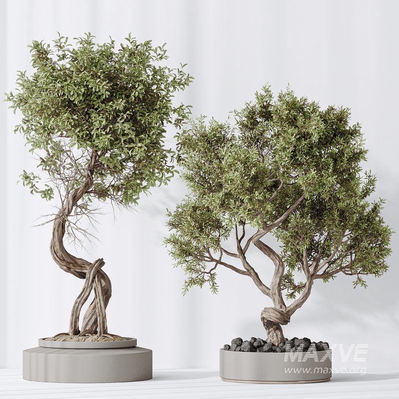 Indoor plant set 16 - Image 5