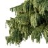 Cedrus deodara05 - Thumbnail 2