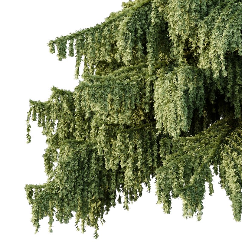 Cedrus deodara05 - Image 2