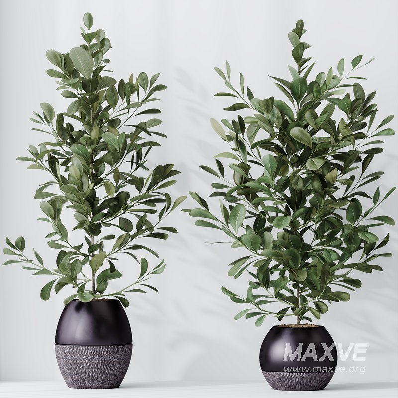 HousePlants Ficus Microcarpa Moclame Indian Laurel Set02 - Image 1