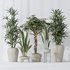 Indoor plant set 06 - Thumbnail 4