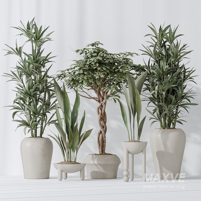 Indoor plant set 06 - Image 4