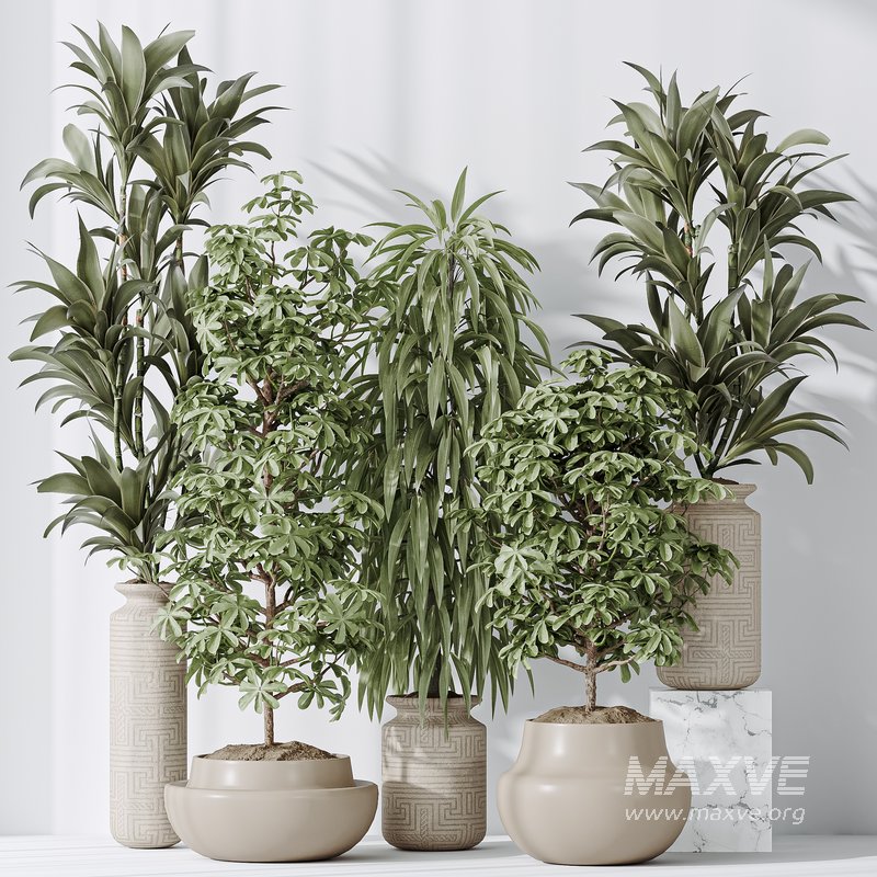 Indoor plant set 24 - Image 2