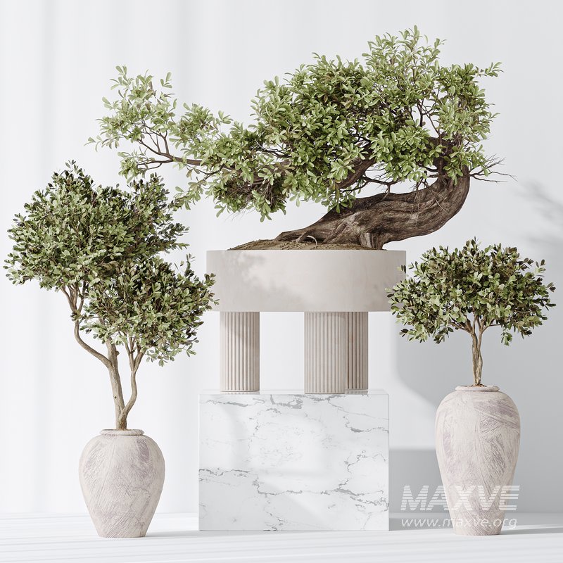 Indoor plant set 17 - Image 5