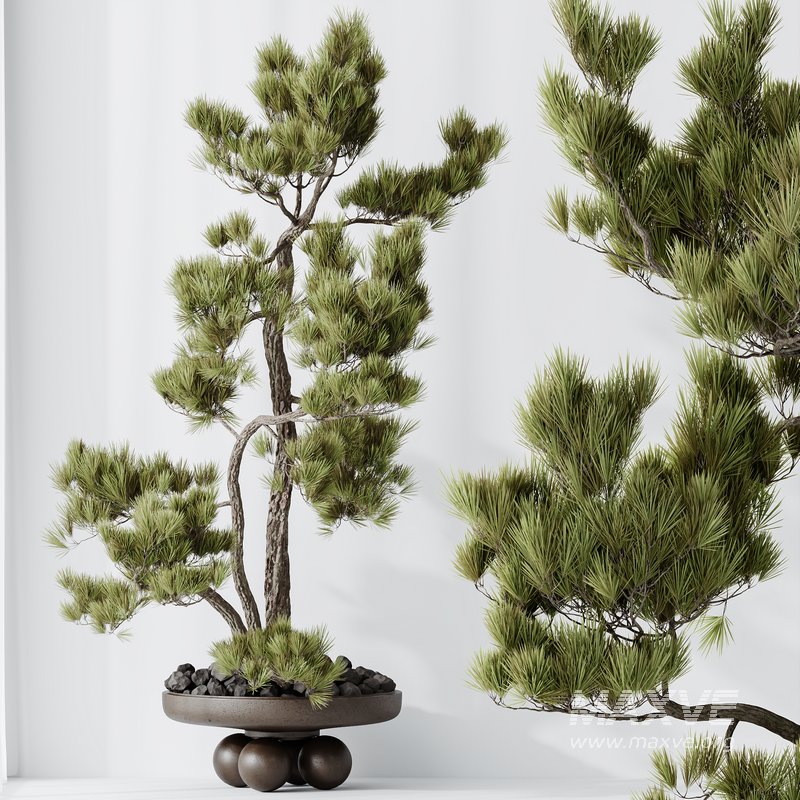HQ HousePlants Bonsai Pinus Pentaphylla Thunbergii08 - Image 3