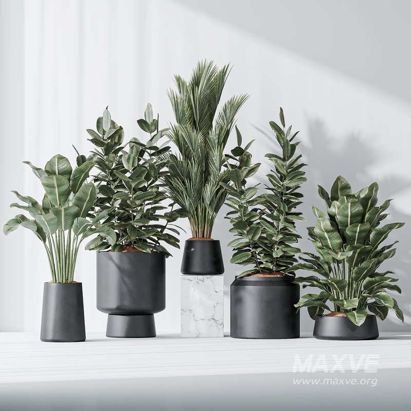 Indoor plant set 07 - Image 2