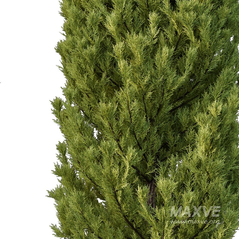 Cedrus deodara13 - Image 2