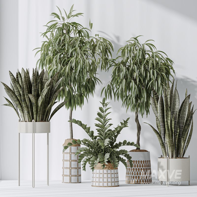 Indoor plant set 09 - Image 3