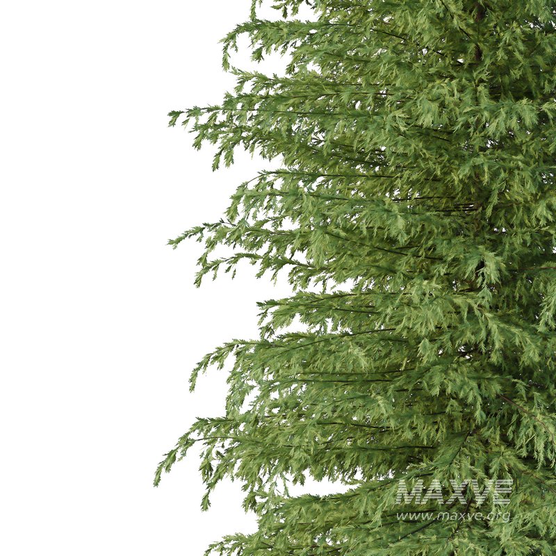 Cedrus deodara08 - Image 3