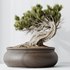 HousePlants Bonsai Pinus Pentaphylla Thunbergii09 - Thumbnail 4