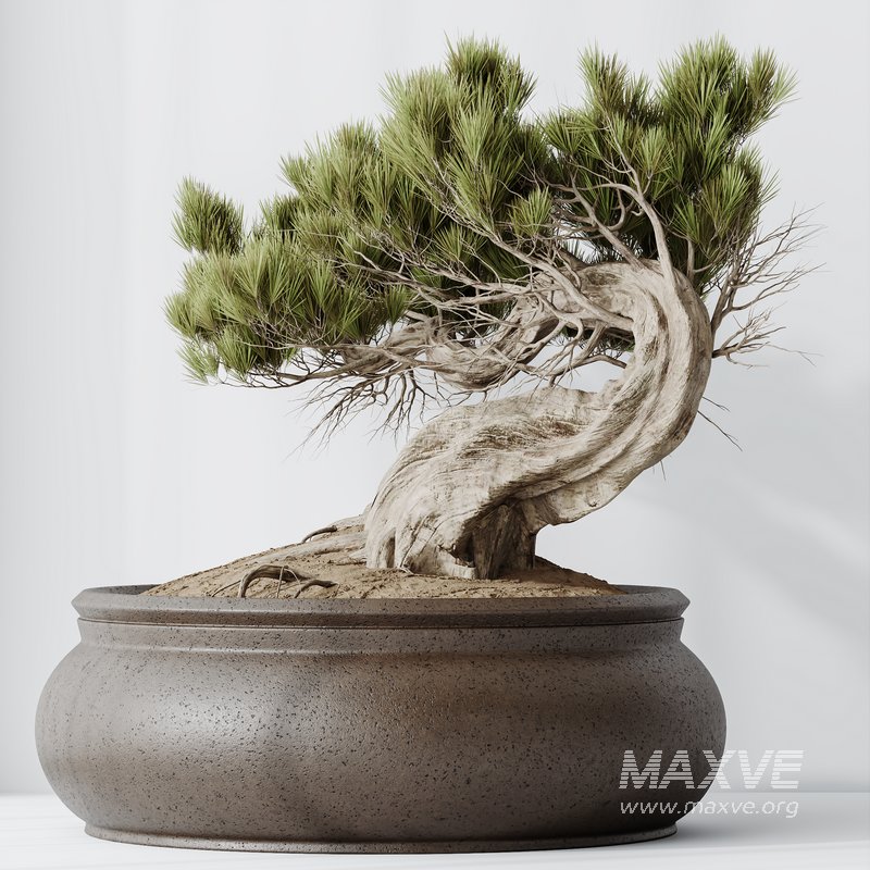 HousePlants Bonsai Pinus Pentaphylla Thunbergii09 - Image 4