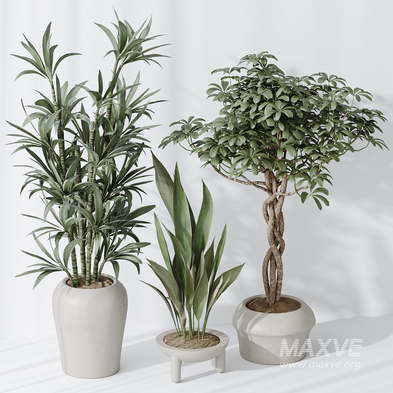 Indoor plant set 06 - Image 2