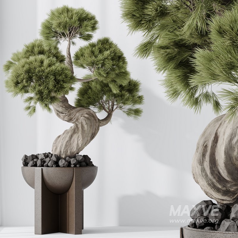 HQ HousePlants Bonsai Pinus Pentaphylla Thunbergii04 - Image 2