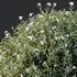 spring Flowering bush - Thumbnail 2
