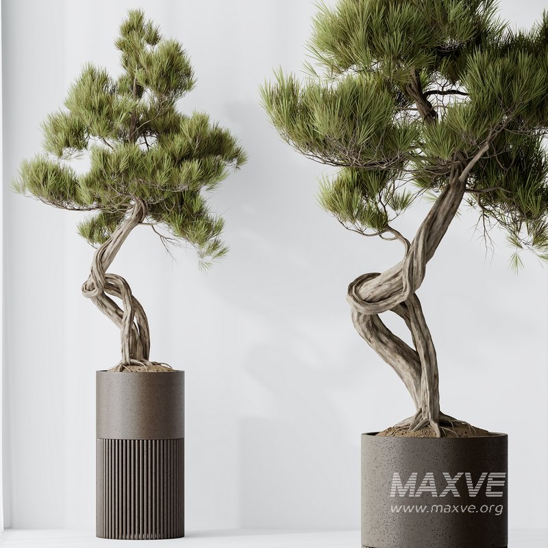 HousePlants Bonsai Pinus Pentaphylla Thunbergii10 - Image 4