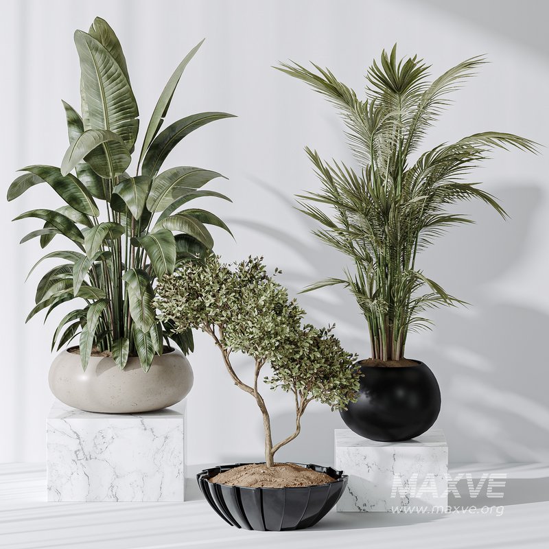 Indoor plant set 10 - Image 3