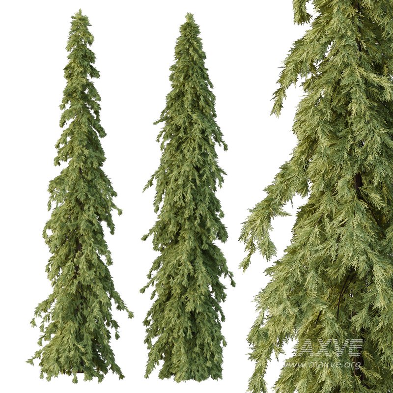 Cedrus deodara09 - Image 3