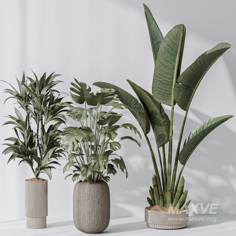 Indoor plant set 08 - Image 2