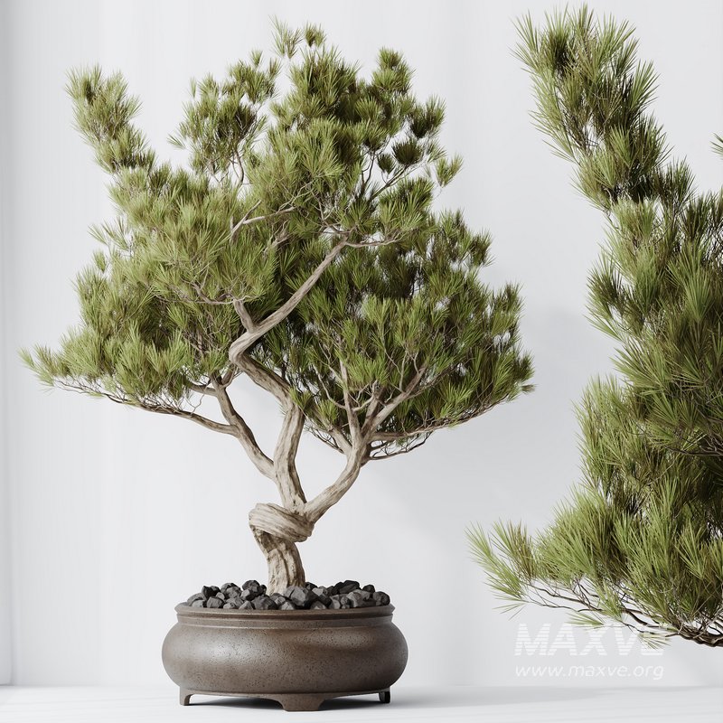 HQ HousePlants Bonsai Pinus Pentaphylla Thunbergii12 - Image 3