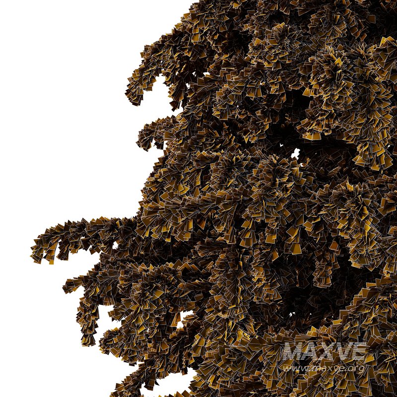 Cedrus deodara06 - Image 3