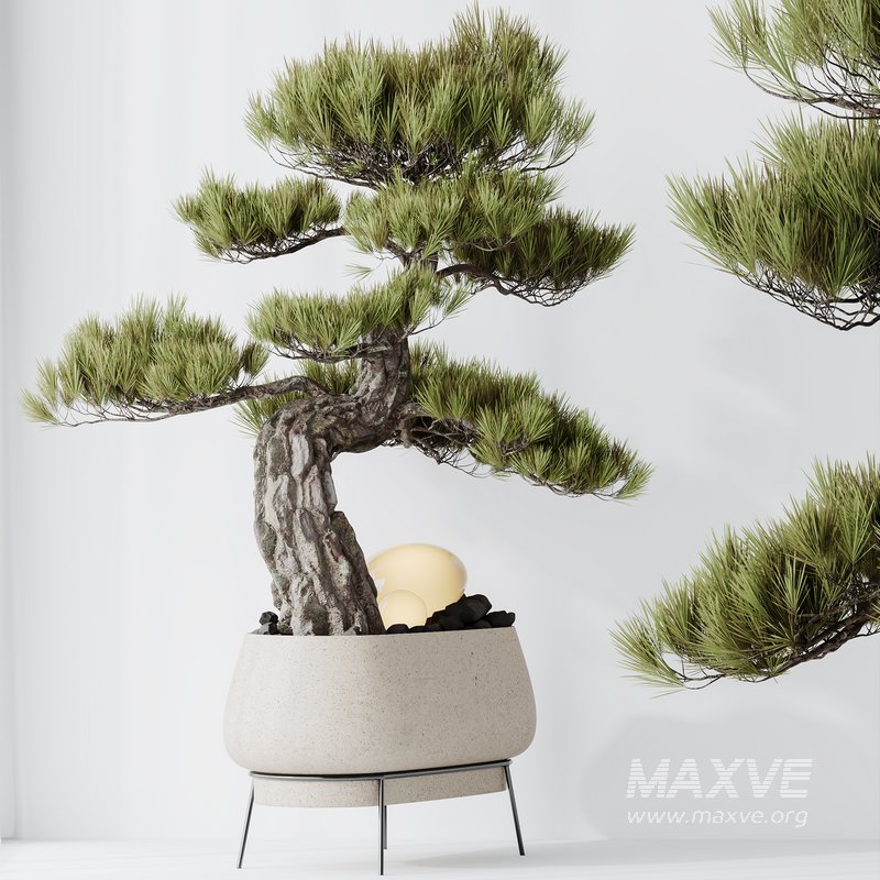 Indoor plant set 15 - Image 3