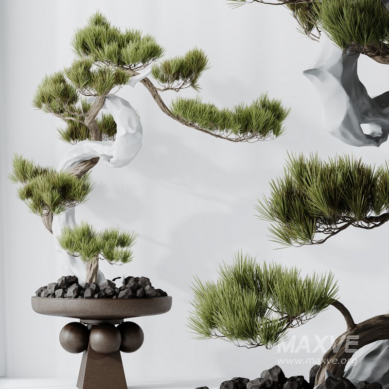 HQ HousePlants Bonsai Pinus Pentaphylla Thunbergii03 - Image 1