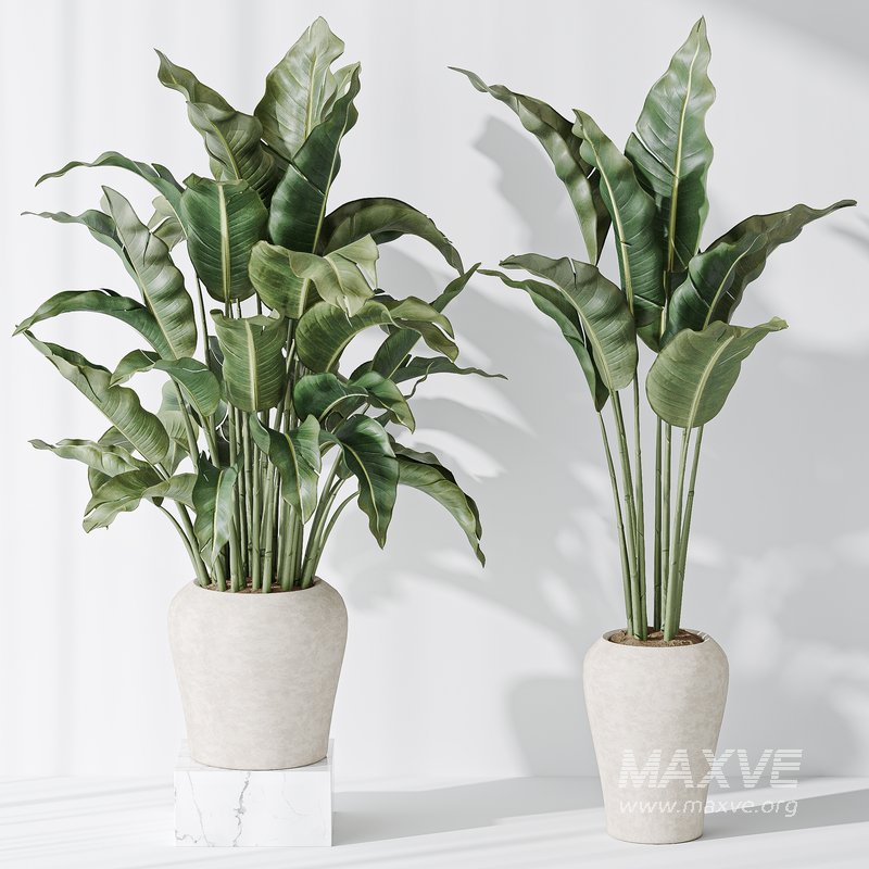 Indoor plant set 21 - Image 2