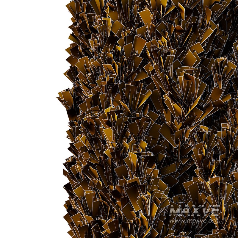 Cedrus deodara13 - Image 3