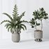 Indoor plant set 05 - Thumbnail 2