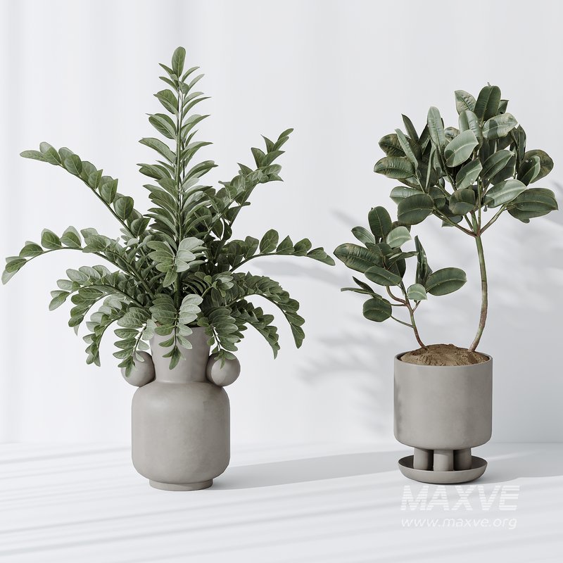 Indoor plant set 05 - Image 2