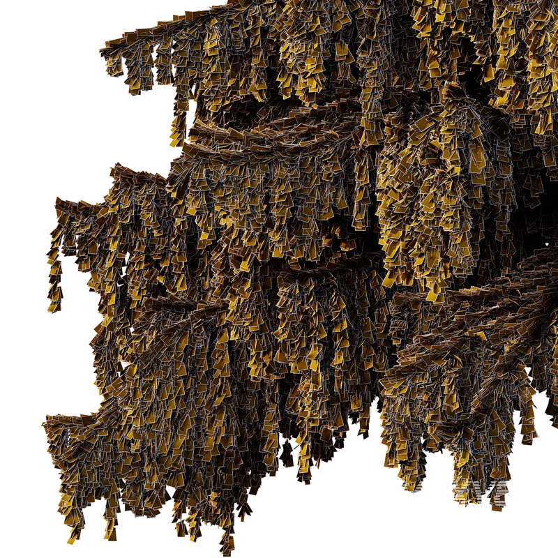 Cedrus deodara05 - Image 3