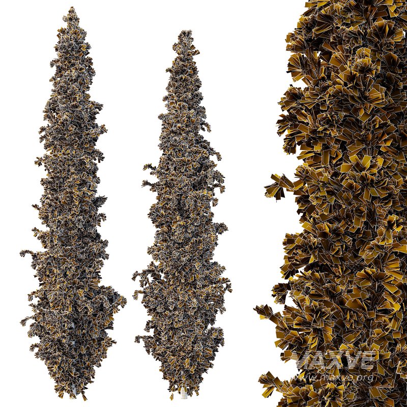 Cedrus deodara10 - Image 3