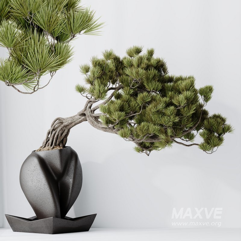 HousePlants Bonsai Pinus Pentaphylla Thunbergii06 - Image 1