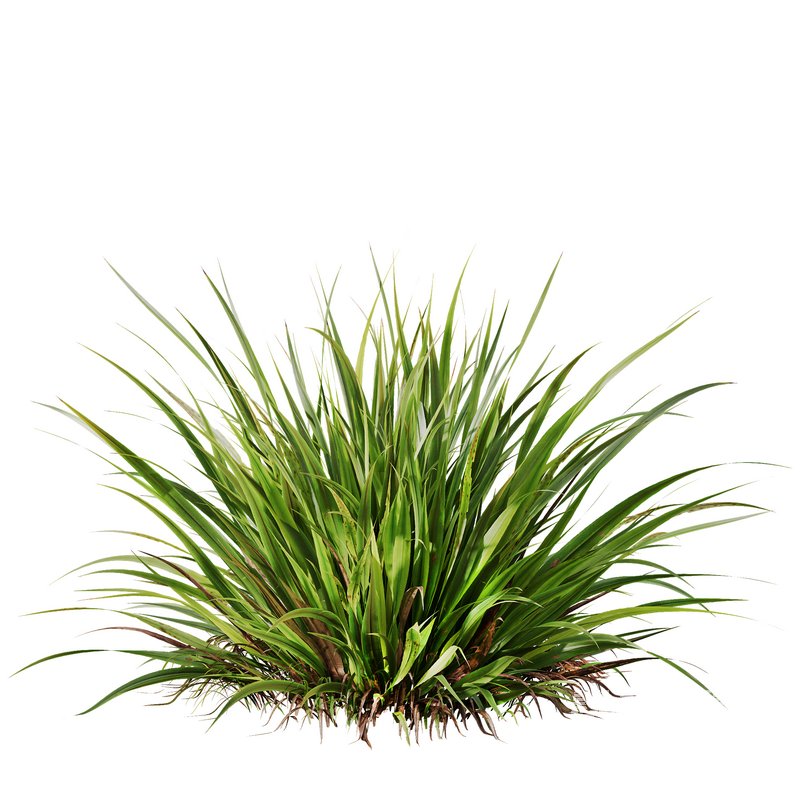 Grass 02 - Image 2