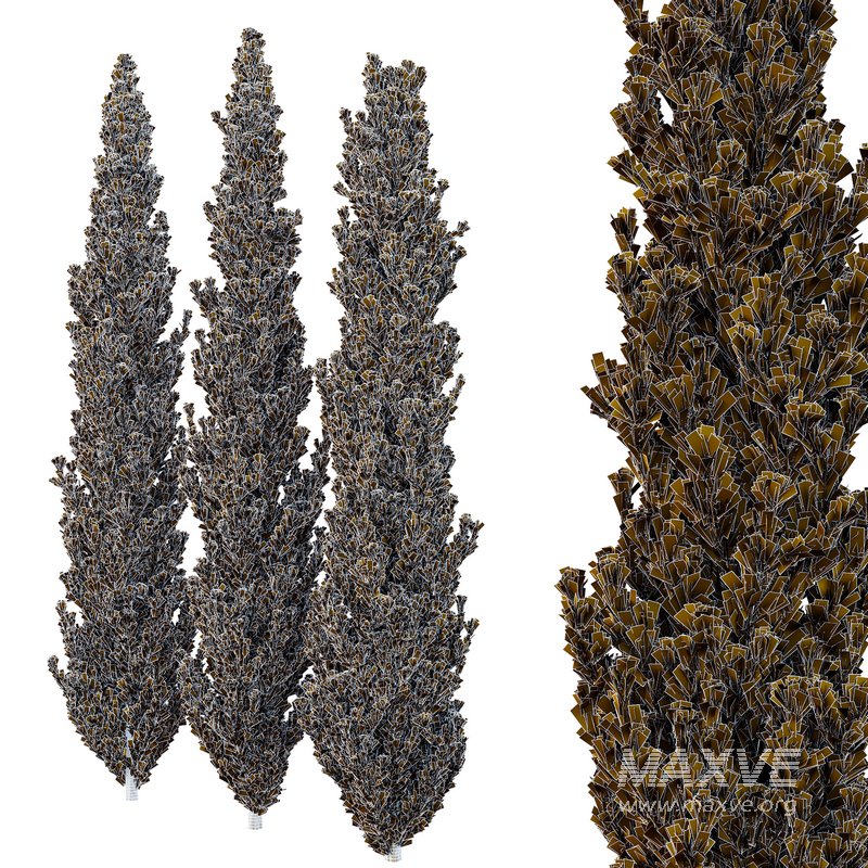 Cedrus deodara11 - Image 3