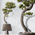 HQ HousePlants Bonsai Pinus Pentaphylla Thunbergii05 - Thumbnail 1