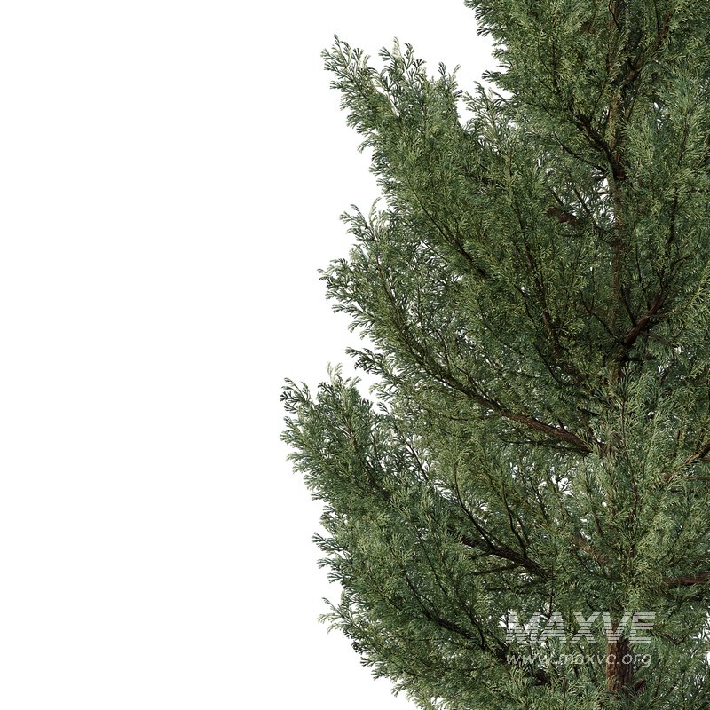 Cedar Tree02 - Image 2