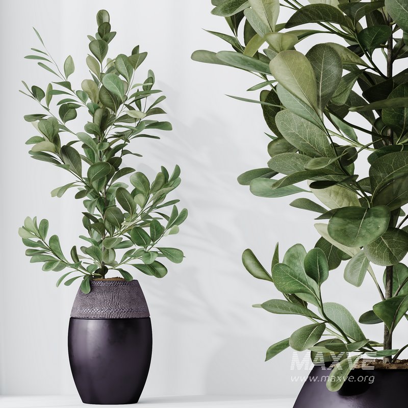 HousePlants Ficus Microcarpa Moclame Indian Laurel Set02 - Image 2