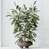 HQ HousePlants Ficus Cyathistipula African Fig Set02 - Thumbnail 3