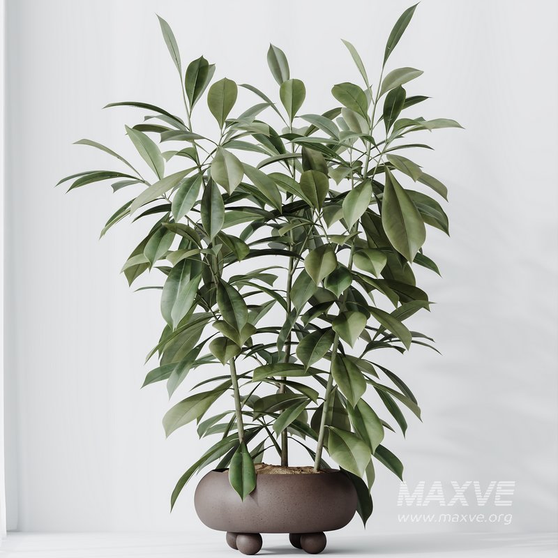 HQ HousePlants Ficus Cyathistipula African Fig Set02 - Image 3