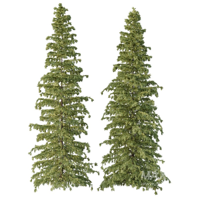 Cedrus deodara07 - Image 4