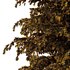 Cedrus deodara08 - Thumbnail 2