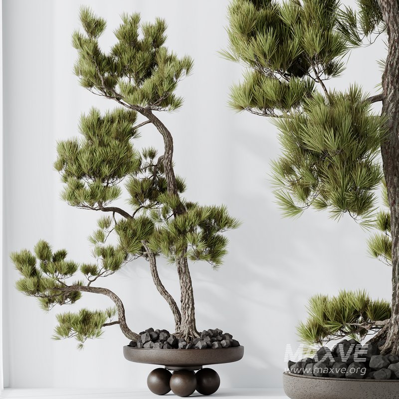 HQ HousePlants Bonsai Pinus Pentaphylla Thunbergii08 - Image 4