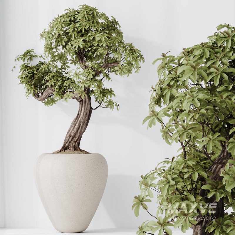 Indoor plant set 23 - Image 4