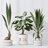 Indoor plant set 01 - Thumbnail 5