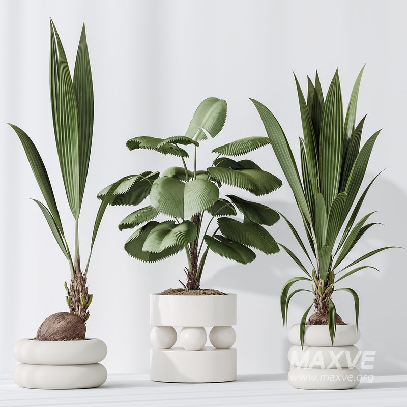 Indoor plant set 01 - Image 5