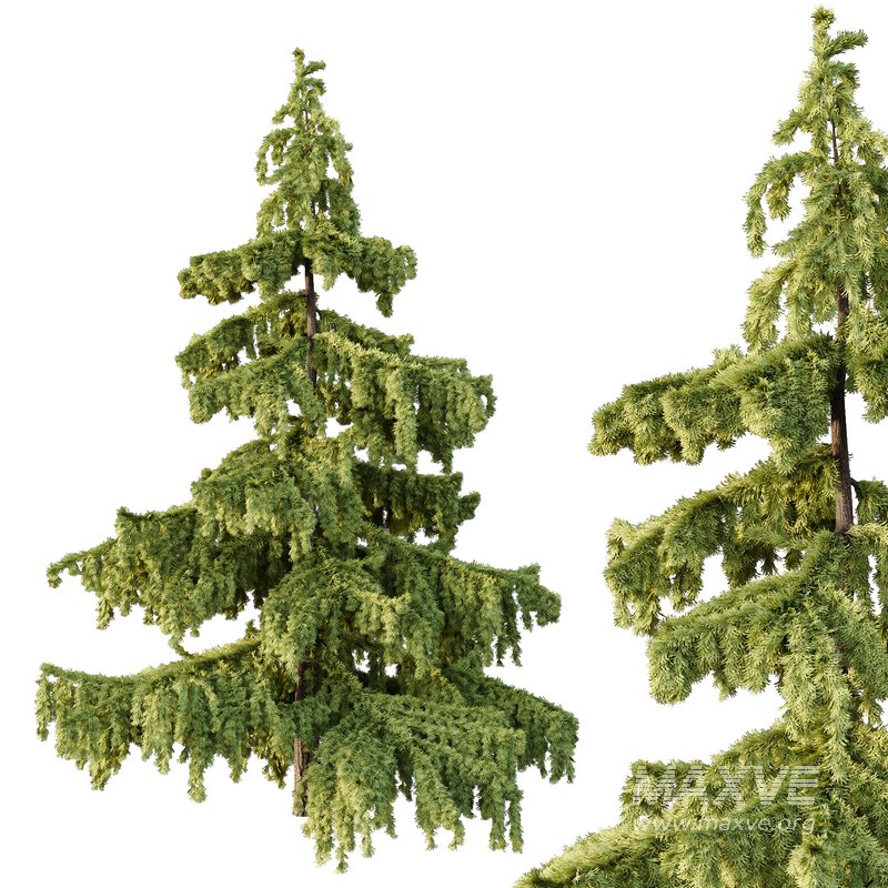 Cedrus deodara03 - Image 3