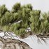 HousePlants Bonsai Pinus Pentaphylla Thunbergii09 - Thumbnail 2