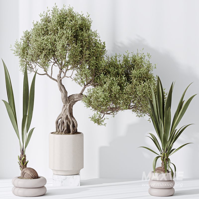 Indoor plant set 20 - Image 3