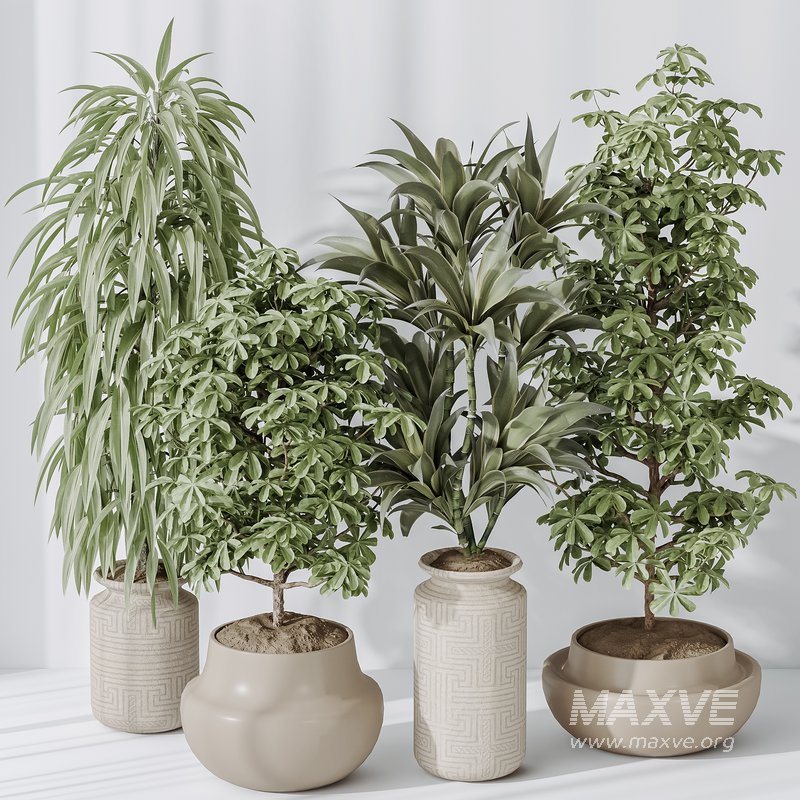 Indoor plant set 24 - Image 3